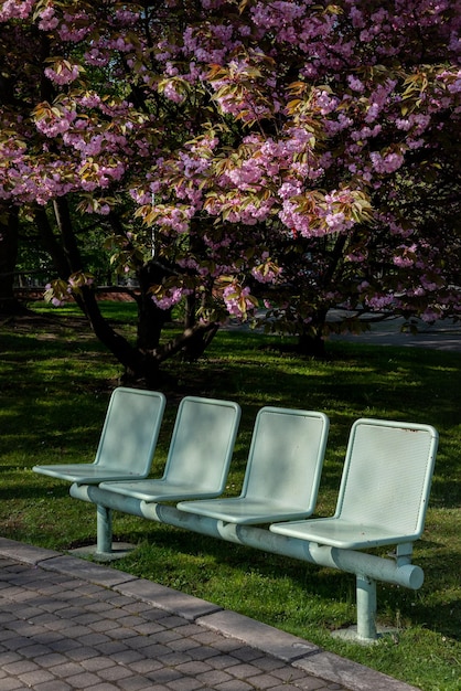 Bench under the sakura in a public park