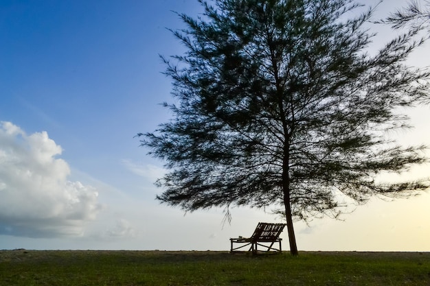 A bench under a tree with the sun setting behind it