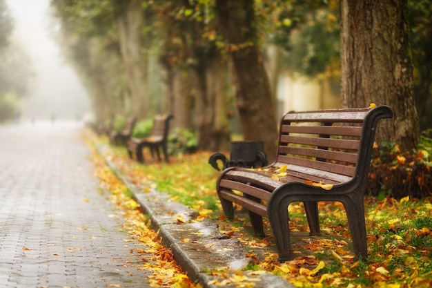 Benches in the autumn park beautiful landscape