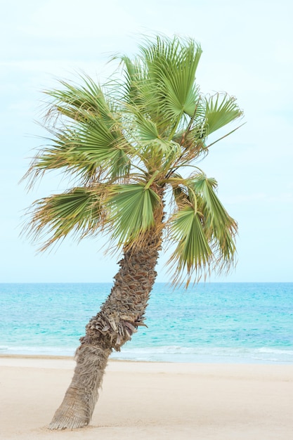 Bending Palm Tree on the Beach.