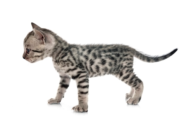 Bengal cat in front of white background