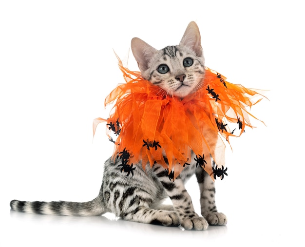 Bengal cat in front of white background