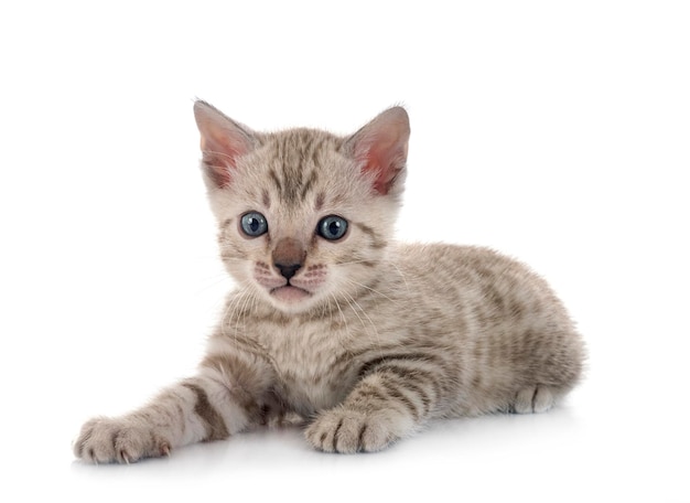 Bengal cat in front of white background