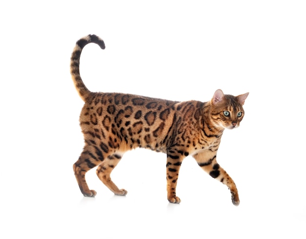 Bengal cat in front of white background