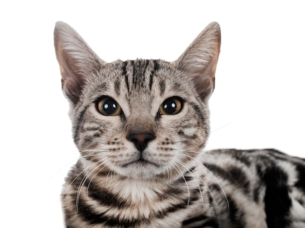 Bengal cat in front of white background