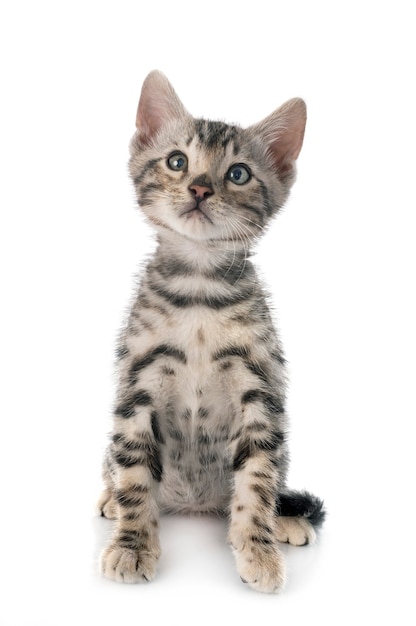 Bengal cat in front on white isolated