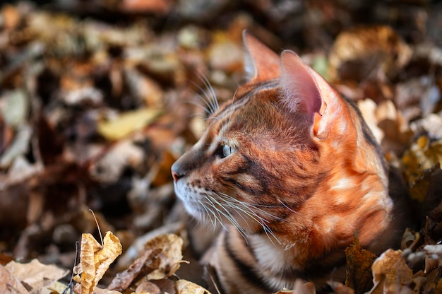 Bengal cat hid in the fallen leaves Bengali Cat with green eyes is lying in wait Close up portait