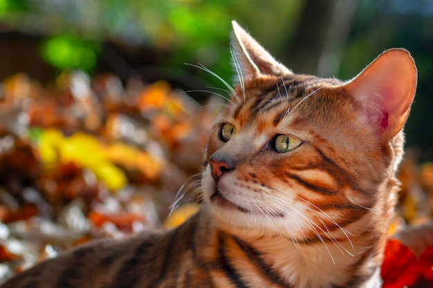 Bengal cat hid in the fallen leaves in the forest A Bengali Cat with green eyes is lying in wait Close up portait