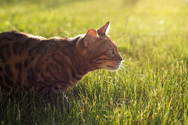 Bengal cat hunts in the grass The kitten is hiding on the lawn Domestic cat walking on the street at sunset