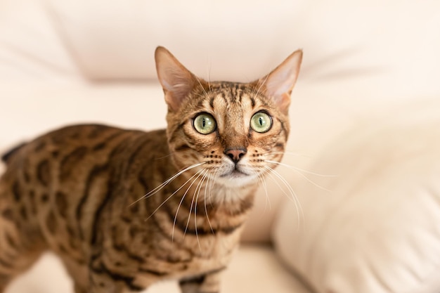 The Bengal cat is a purebred cat Portrait Pets