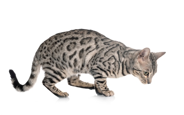 Bengal cat isolated