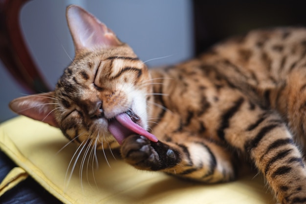 Bengal cat licking himself