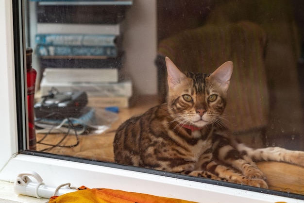 Bengal cat lies on the windowsill and looks out the window