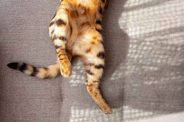 Bengal cat lying on sofa and resting