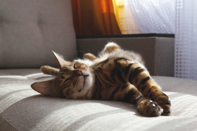 Bengal cat lying on sofa and smiling