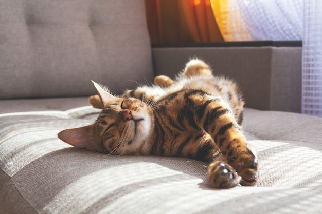 Bengal cat lying on sofa and smiling