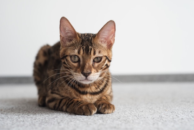 Bengal cat lying with a grin looking