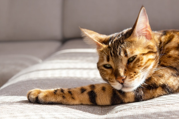 Bengal cat resting on sofa copy space