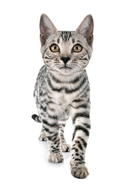 Bengal cat in studio