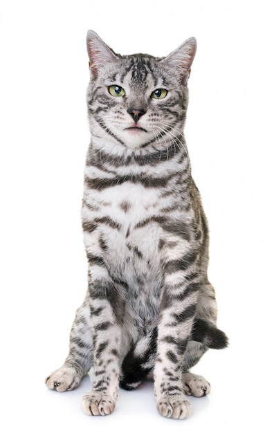 bengal cat 