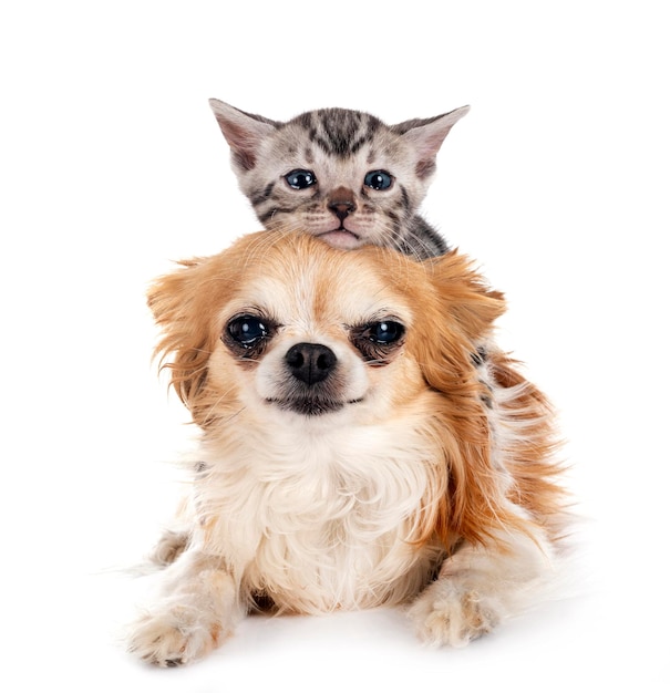 Bengal kitten and chihuahua in studio