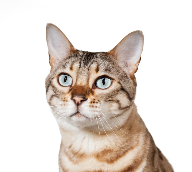 Bengal kitten looking plaintively into air