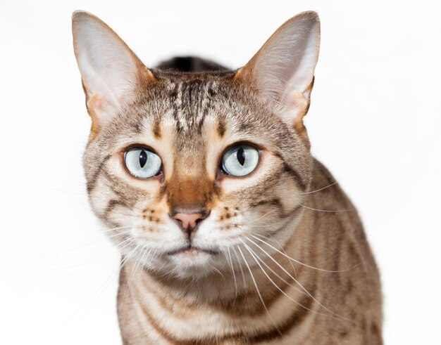 Bengal kitten looking shocked and staring