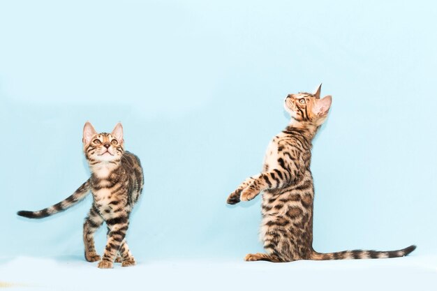 Bengal kitten playing on a blue background. Cute purebreed cat