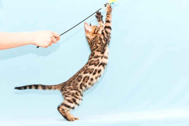 Bengal kitten playing on a blue background. Cute purebreed cat