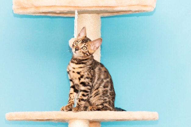 Bengal kitten playing on a blue background. Cute purebreed cat