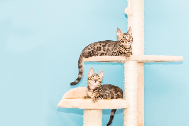 Bengal kitten playing on a blue background. Cute purebreed cat