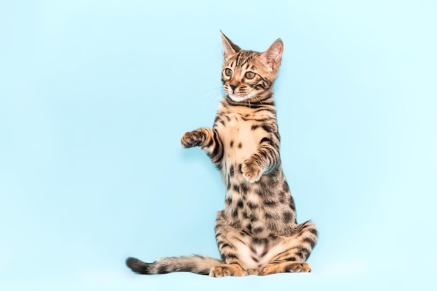 Bengal kitten playing on a blue background. Cute purebreed cat