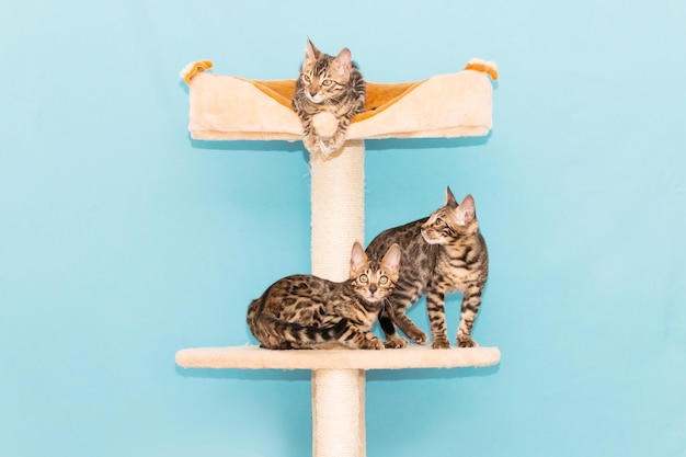 Bengal kitten playing on a blue background. Cute purebreed cat