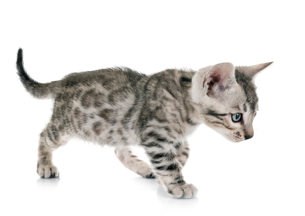 bengal kitten in studio