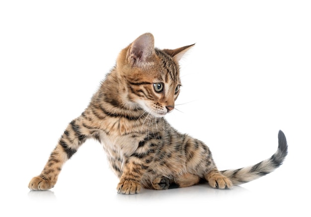 Bengal kitten in studio