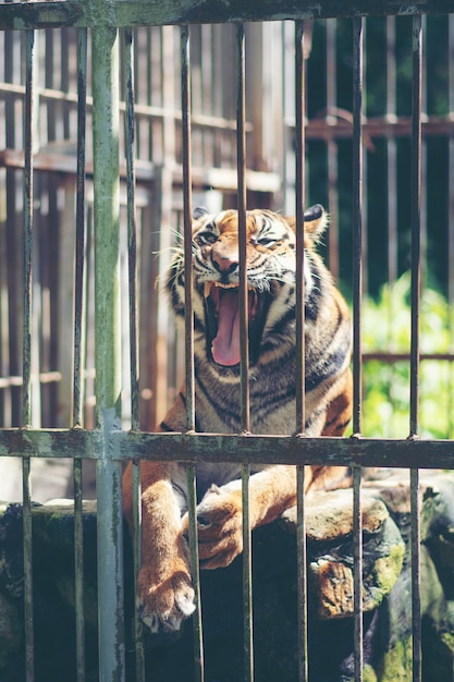 Bengal tiger in cage, Wildlife in cage concept