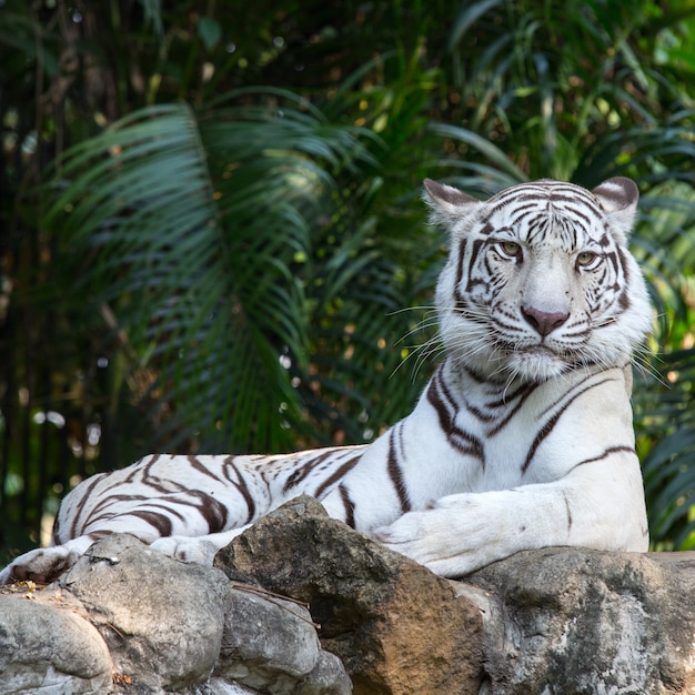 Bengal Tiger ,face of animal in the natural