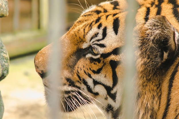 Bengal tiger in an iron cagexAxA