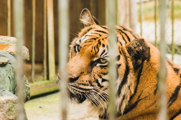 Bengal tiger in an iron cagexAxA