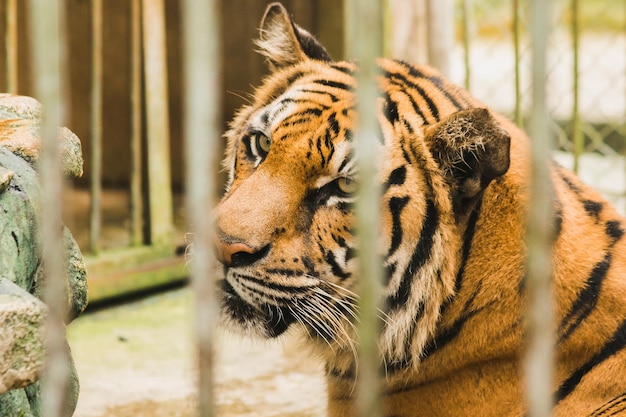 Bengal tiger in an iron cagexAxA