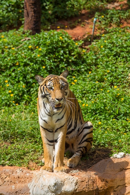 bengal tiger looking at the camera