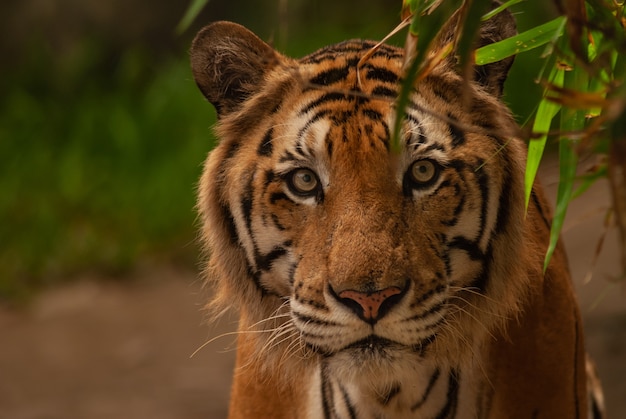 The Bengal tiger (Panthera tigris tigris) looking to the camera.