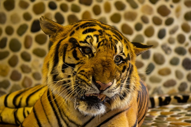 Bengal tiger in the zoo. Pattaya, Thailand