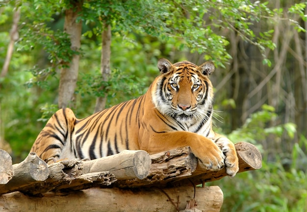 bengal tiger