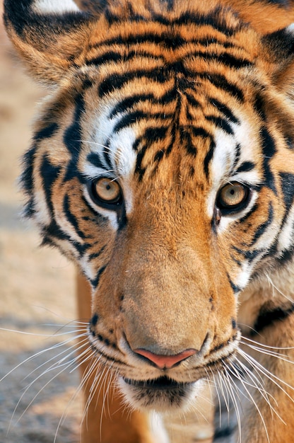 Bengal Tiger