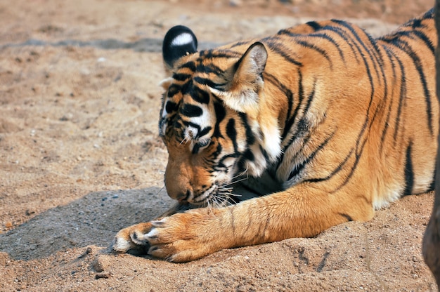 Bengal Tiger