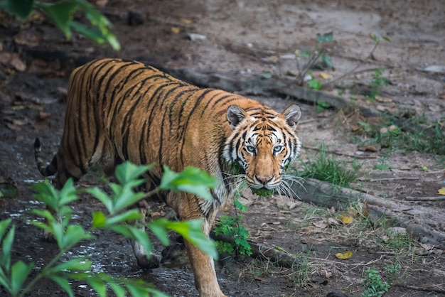 bengal tiger