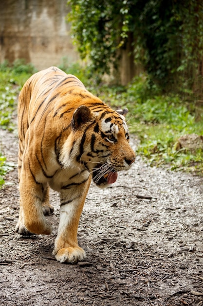 Bengal tiger