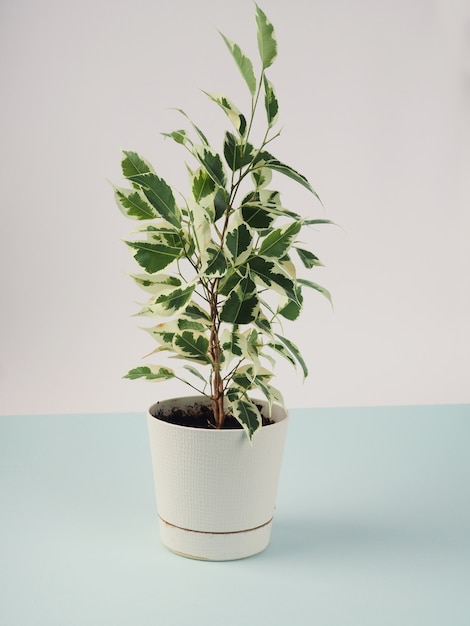 Benjamin's ficus in a white pot