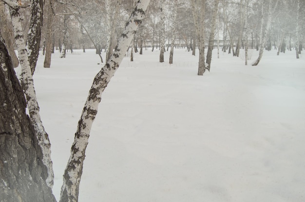 Bent birch trunk against the background of snow and trees in the winter Park